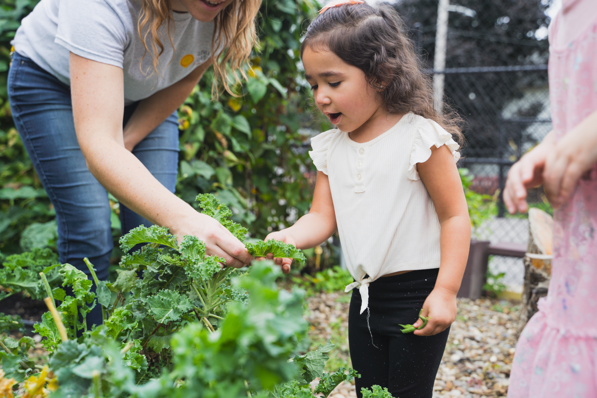 Young girl picking kale with her teacher in the children's garden