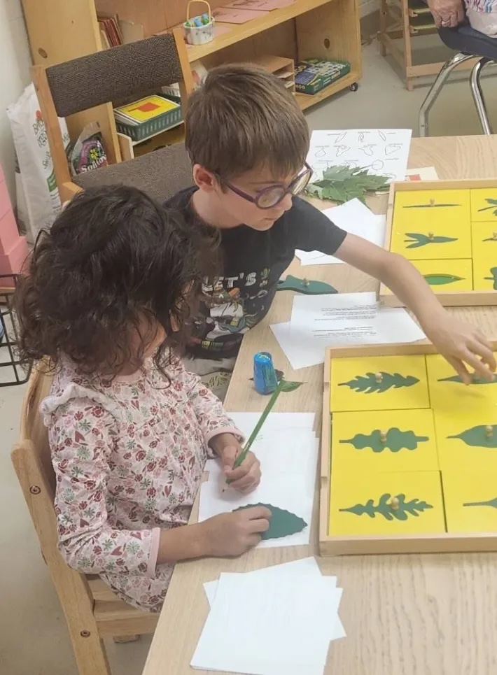 Two children working side by side on a botany leaf-matching activity in the Montessori classroom