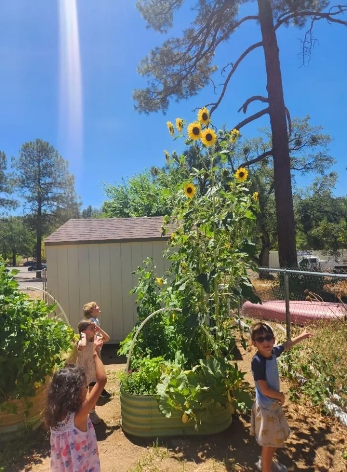 Sunflowers growing in the academy's outdoor garden under Prescott pines