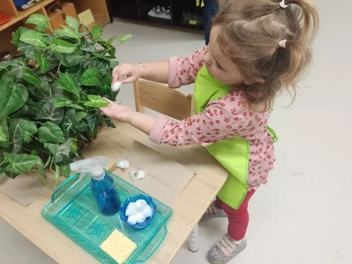 A toddler carefully washing the leaves of a houseplant during practical life work